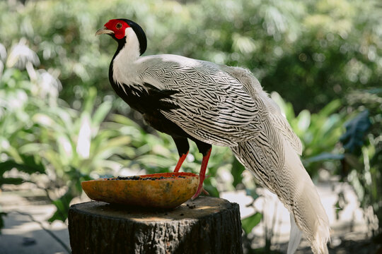 Male silver pheasant close up in the park