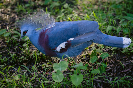 Victoria Crowned Pigeon bird with blue feathers in wild park