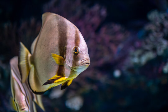 Platax teira Longfin Batfish Close Up. Platax teira Batfish in a Tropical Marine Aquarium. Longfin Batfish Platax teira Swimming Underwater.
