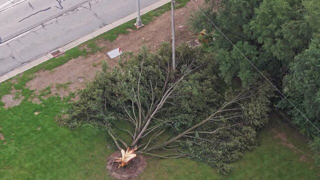 Drone aerial above fallen tree alongside road after big wind lightning rainfall storm in Columbus, Ohio in 2026 as falling branches from thunder strike splits tree-trunk trunk and falling on ground 4k
