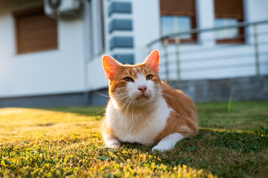 Portrait of a ginger and white cat resting on grass