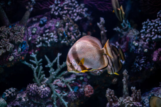 Platax teira Longfin Batfish Close Up. Platax teira Batfish in a Tropical Marine Aquarium. Longfin Batfish Platax teira Swimming Underwater.