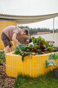 gardener working in modern raised bed with yellow tiles