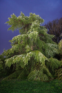 Green, bushy tree at dusk