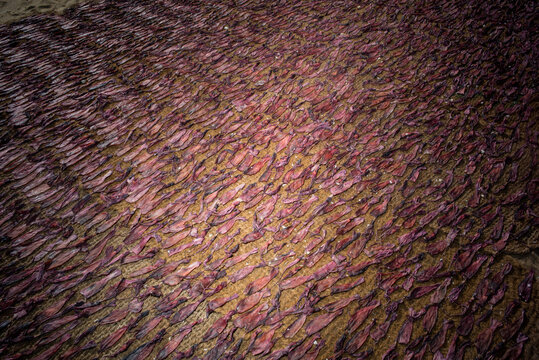 Dried fish on the beach