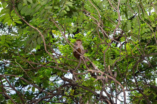 Small monkey hidden in the tree