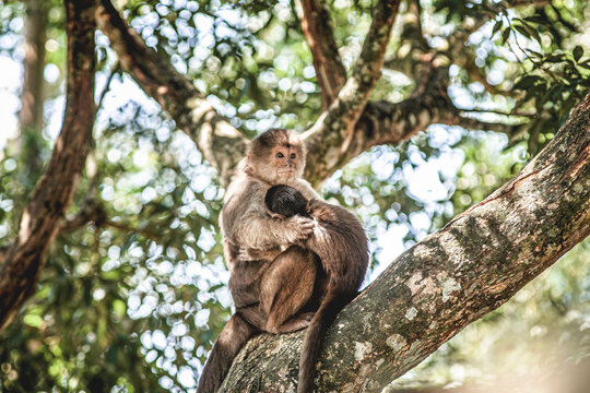 Tena, Amazon region, Ecuador. January 28, 2023. Maternal love in the heart of the Amazon rainforest. A capuchin monkey mother holds her infant tightly in a tender embrace.