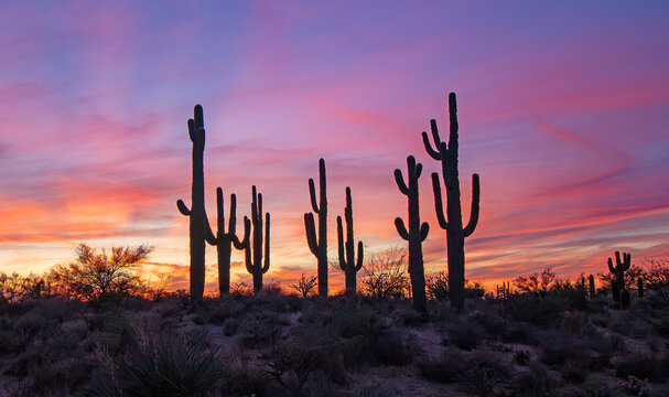 Candy Color Sunset With Silhouetted Saguaro Cactus In Arizona Desert 