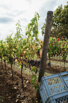 Harvest Time in a Vibrant Vineyard Filled With Ripe Grapes