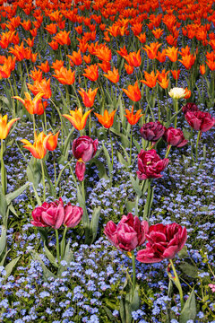 Various flowers grow in a flowerbed