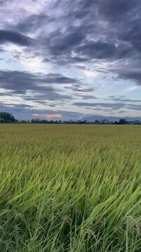 Vertical video of scenic green rice paddy fields at sunset under dramatic clouds in Quy Nhon Vietnam