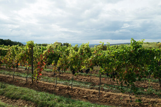 Vibrant Vineyard Rows Under a Dramatic Sky During Harvest Season