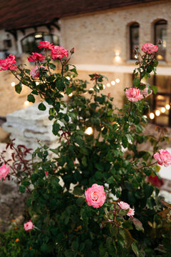 Beautiful Pink Roses Blooming in a Charming Garden Setting
