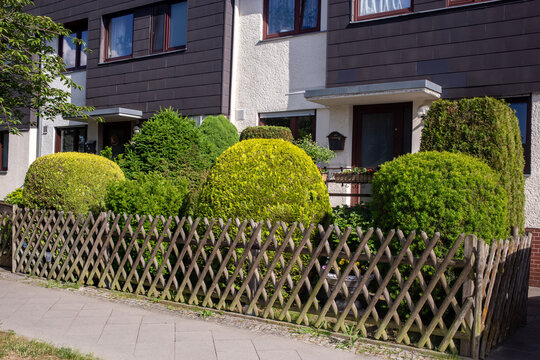 Green hedge trees in front of a house, behind a wooden fence