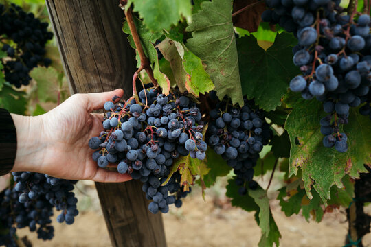Harvesting Fresh Grapes in a Vibrant Vineyard During Sunset