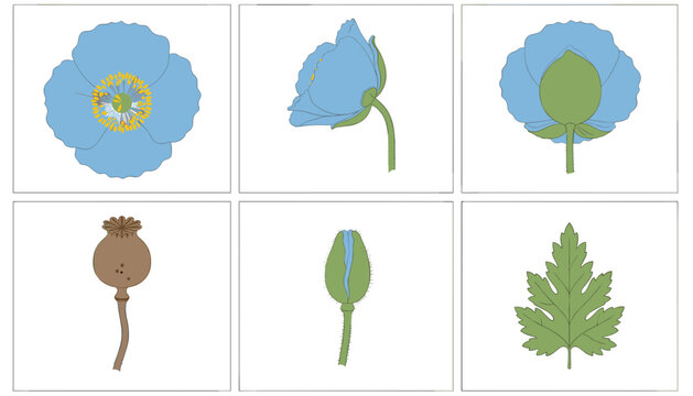Anatomy and growth stages of blue poppy flower vector illustration chart