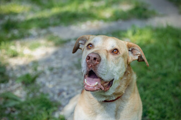 Labrador retriever mix dog with light brown fur and expressive eyes sitting on green grass at an animal shelter, looking up with a friendly expression © HelgaQ