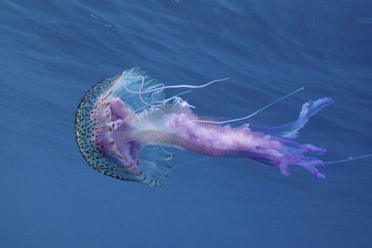 A luminous jellyfish (Pelagia noctiluca) with long, flowing tentacles floats intoxicatingly in the blue water, dive site Cap de Creus Marine Reserve, Rosas, Costa Brava, Spain, Mediterranean Sea