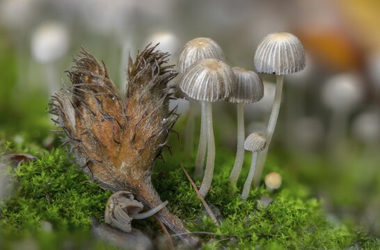 Coprinellus disseminatus, Coprinus disseminatus, sown tintling, fairy inkcap, fungi, mushrooms, tintling, trooping crumble cap