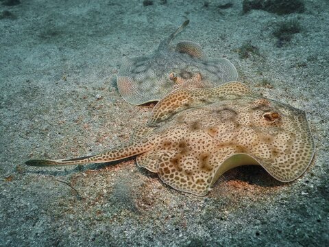 Two stingrays with distinctive markings, leopard stingrays (Urobatis pardalis), resting on a sandy seabed at the Sombrero Reef dive site, Playa Flamingo, Costa Rica, Pacific Ocean