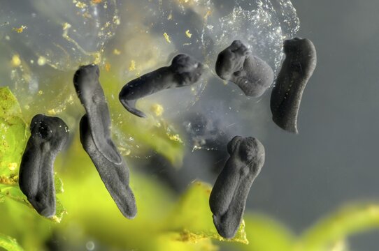 Bufo bufo, common toad, amphibians, amphibians, five days old, larva, larva, amphibians