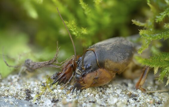 European mole crickets, grasshoppers, gryllotalpa gryllotalpa, half-devils, mole crickets, werre, dwarf, ensifera, grasshoppers, insects, insects, long-feeler scare