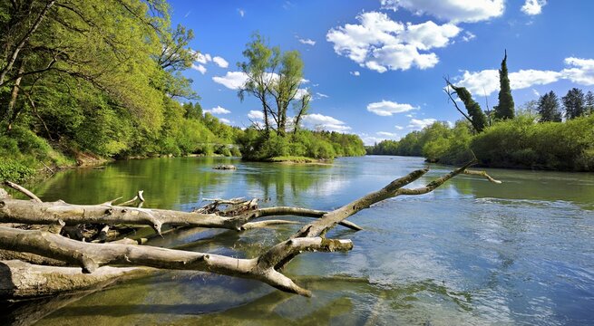Small island in the Reuss river, beech trees sprouting leaves in spring, Niederwil, Gnadental, Bremgarten district, Canton of Aargau, Switzerland