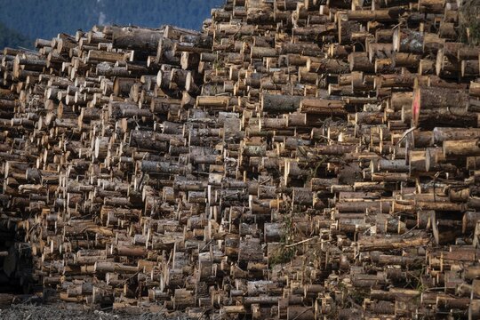 Logs, spruce logs, roundwood, storage, timber industry, Sunndals&oslash;ra, Tingvollfjorden, Sunndal Municipality, M&oslash;re og Romsdal Province, Norway