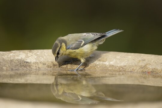 Blue tit (Cyanistes caeruleus) adult garden bird drinking water from a bird bath in summer, England, United Kingdom
