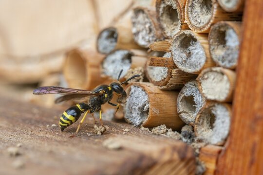 Large stem wasp, hymenoptera, clay wasp, wall clay wasp, Odynerus nidulator, Symmorphus murarius, wrinkle wasp, female, insects, female