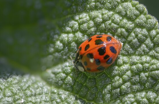 Asian ladybeetle, Asian ladybug, coccinellidae, coccinellinae, harlequin ladybug, harmonia axyridis, ladybug, beetle, coleoptera, harlequin, insects, beetles, multicolored Asian