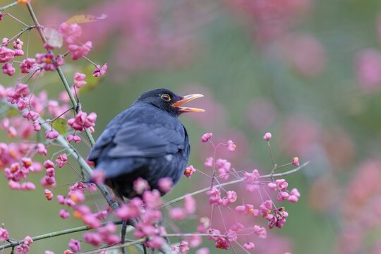 A common blackbird (Turdus merula) sits in a European spindle tree (Euonymus europaeus), and eats the fruit