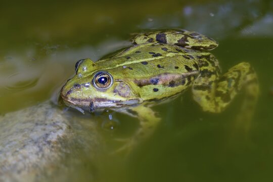 Common water frog, edible frog, pelophylax esculentus, pelophylax cl. esculentus, rana kl. esculenta, pond frog, amphibians, amphibians, frogs, amphibians, frogs, amphibians