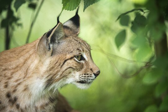 Carnivora, Eurasian lynx, felis lynx, lynx, predators, mammals, raptors, mammals