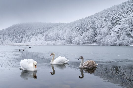 Cygnus olor, mute swan, anatidae, birds, duckbirds, cusp swan, swans, snow, swans, birds, waterbirds, waterbirds, winter