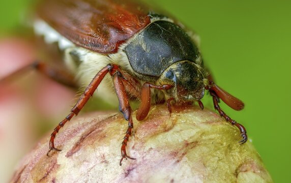 Leaf horn beetle, field may beetle, common may beetle, may bug, melolontha melolontha, scarabaeidae, beetle, cockchafer, coleoptera, doodlebug, insects, beetles