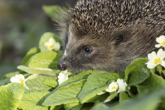 European hedgehog (Erinaceus europaeus) adult animal on a wild primrose plant flower in a garden in spring, England, United Kingdom