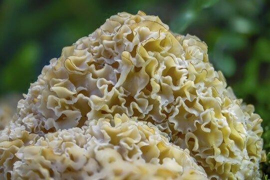 Bear skull, faisterling, fat hen, jewbeard, curly hen, curly goatbeard, giant morel, sparassis crispa, goatbeard, cauliflower fungus, fungi, fungus, mushrooms