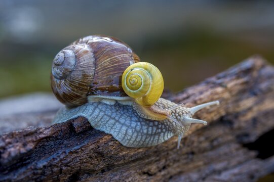 Burgundy snail, banded snails, cepaea, cepaea nemoralis, grove snail, hornworm snail, helicidae, helix pomatia, roman snail, snails, black-mouthed snail, vineyard snail, gastropod, mollusca, snails, snails, molluscs