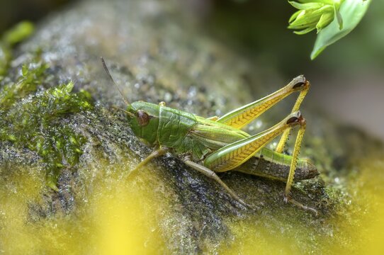 Acrididae, Caelifera, Chorthippus parallelus, field locusts, common grasshoppers, gomphocerinae, short-feeler scare, pseudochorthippus parallelus, grasshoppers, grasshoppers, insects, male, meadow grasshopper, male