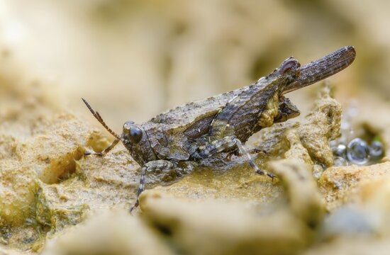 Cepero's groundhopper, sand groundhopper, tetrix ceperoi, western spinhopper, grasshopper, grasshopper, grasshopper, grasshoppers, insects