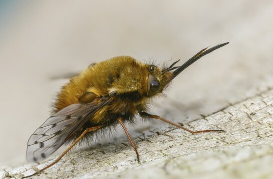 Bombylius Discolor, Dotted Bee-Fly, Spotted Woolswear, Diptera, Insects, Insects, Two-winged Birds