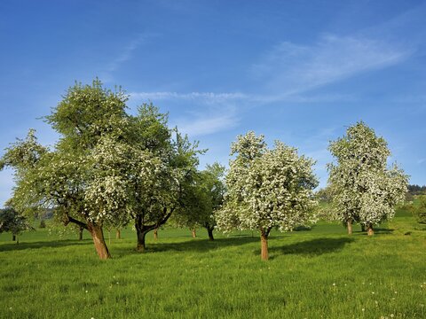 A group of blossoming pear trees, Beinwil, Freiamt, Aargau Canton, Switzerland