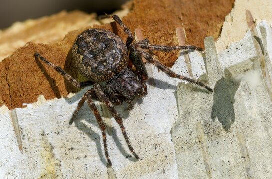 Arachnida, araneoidea, nuctenea umbratica, wheelweb spiders, cleft spiders, spiders, spiders, walnut orb-weaver spiders