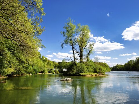 Small island in the Reuss river, beech trees sprouting leaves in spring, Niederwil, Gnadental, Bremgarten district, Canton of Aargau, Switzerland