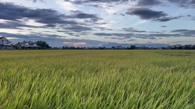 Scenic handheld wide shot of green rice paddy fields at sunset under dramatic cloudy sky in Quy Nhon Vietnam