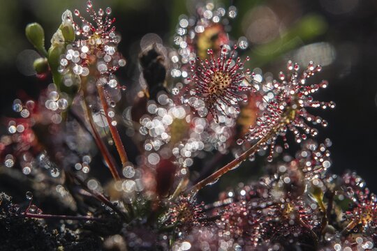 Oblong-leaved sundew (Drosera intermedia), Emsland, Lower Saxony, Germany