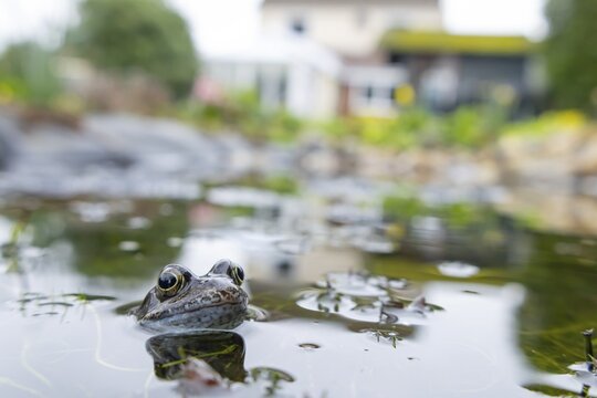 Common frog (Rana temporaria) adult amphibian on the water surface of an urban garden pond with a house in the background in spring, England, United Kingdom