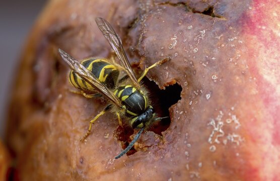 German wasp, real wasp, German wasp, hymenoptera, short-headed wasps, vespula germanica, on apple, on food, on fruit, apple, wrinkled wasps, insects, fruit, wasp, wasp
