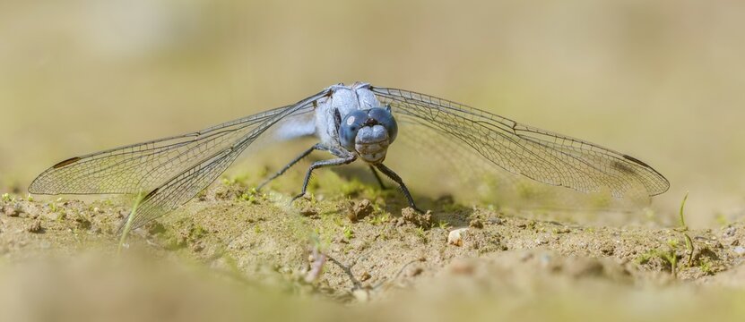 Orthetrum Brunneum, Southern Skimmer, Southern Blue Arrow, Anisoptera, Blue Arrow, Damselflies, Dragonflies, Insects, Dragonflies, Odonata, Sailing Barks